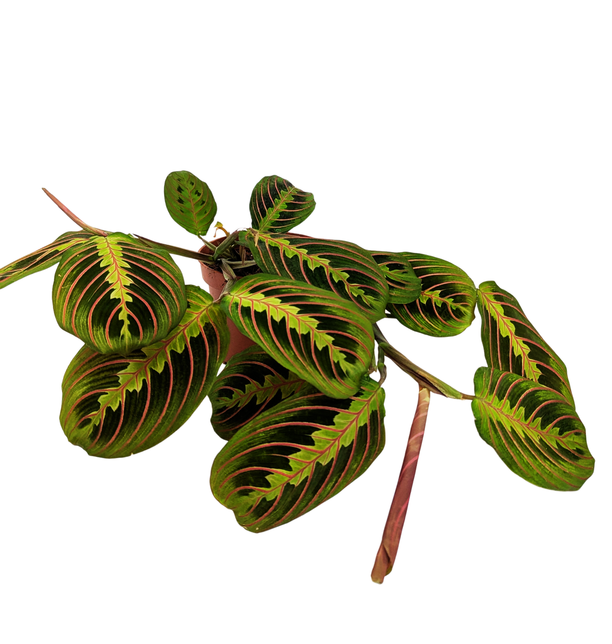 Maranta Leuconeura Fascinata 12cm Pot House Plant