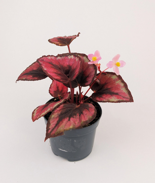 Begonia Rex 