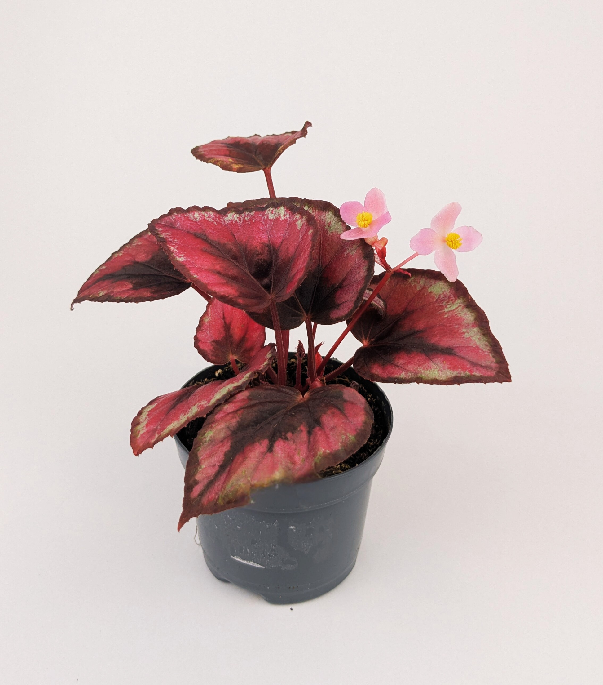 Begonia Rex "Red Bull" Magic 10.5cm Pot Houseplant