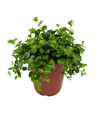 25cm Peperomia Rotundifolia 15cm Pot Houseplant