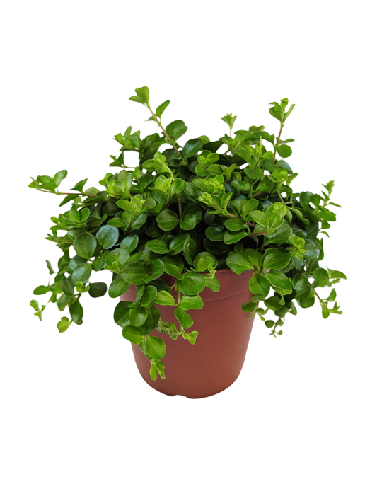 25cm Peperomia Rotundifolia 15cm Pot Houseplant