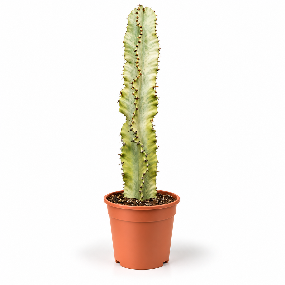 40 - 60cm Euphorbia ingens ‘Marmorata’ – Variegated Succulent 17cm Pot House Plant
