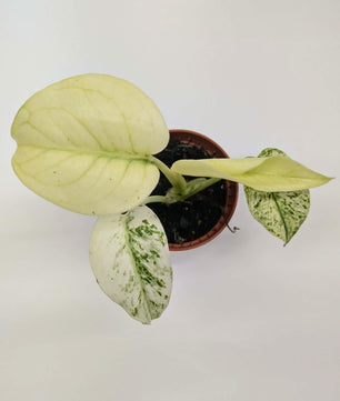 Monstera White Monster Rare 6cm Pot Collectors Houseplant