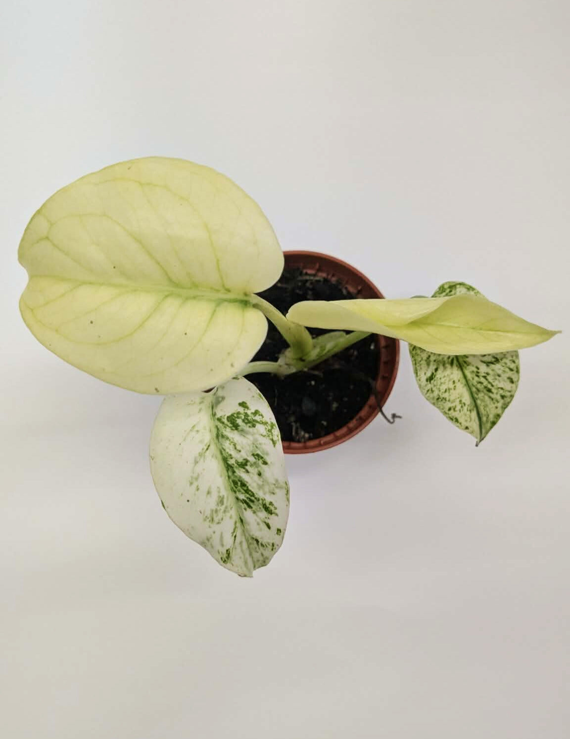 Monstera White Monster Rare 6cm Pot Collectors Houseplant