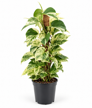 50 - 60cm Epipremnum Snow Leopard Pothos on Mosspole 17cm Pot House Plant