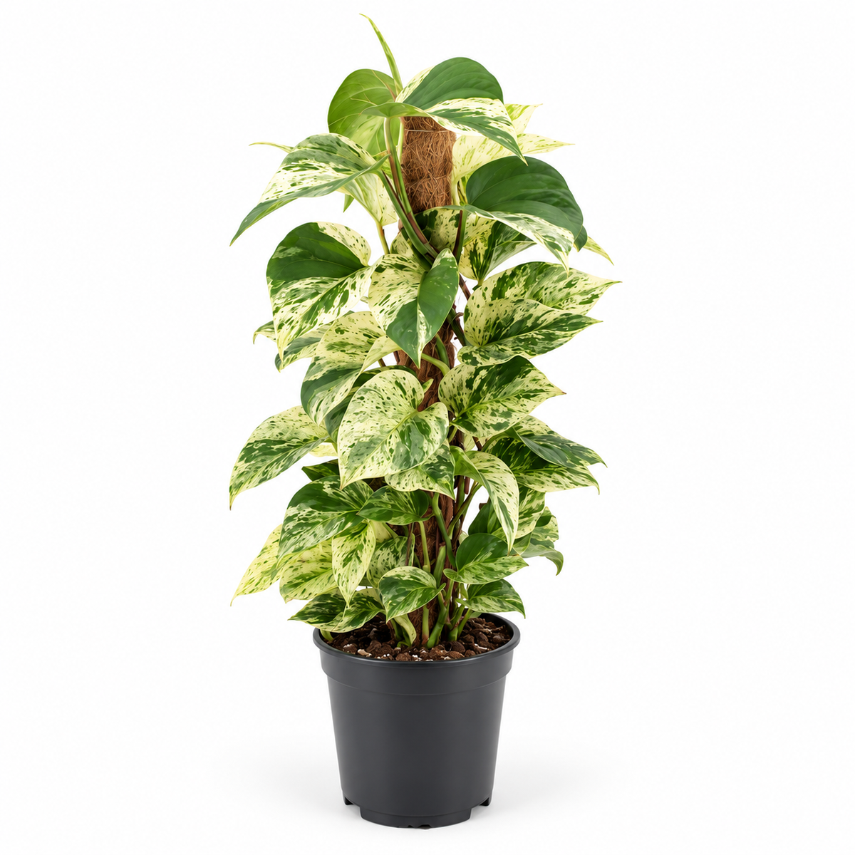 50 - 60cm Epipremnum Snow Leopard Pothos on Mosspole 17cm Pot House Plant