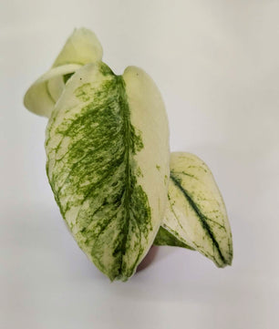 Monstera Mint 6cm Pot Baby Collectors Houseplant