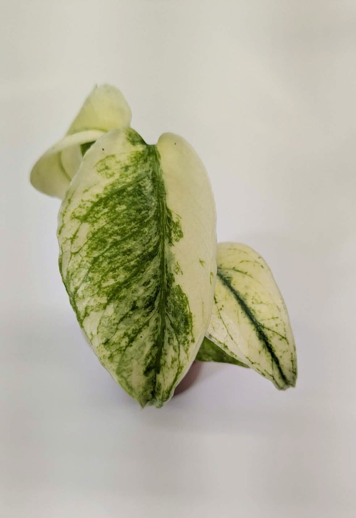 Monstera Mint 6cm Pot Baby Collectors Houseplant