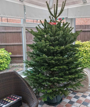 6-7ft Premium Nordmann Fir Christmas Tree