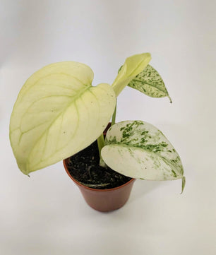 Monstera White Monster Rare 6cm Pot Collectors Houseplant
