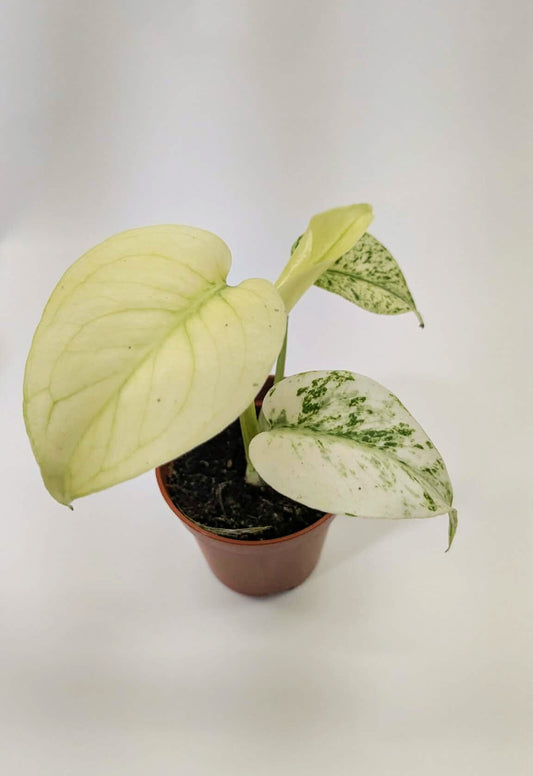 Monstera White Monster Rare 6cm Pot Collectors Houseplant