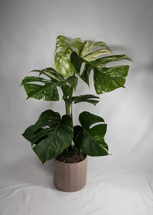 Monstera Deliciosa Variegated Albo