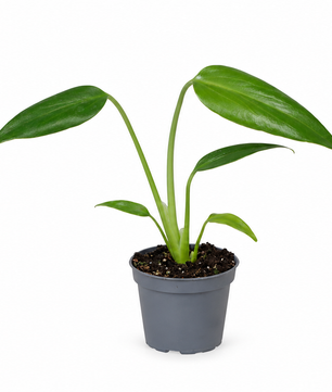 15 - 20cm Monstera Burle Marx 6cm Pot Baby Collectors House Plant