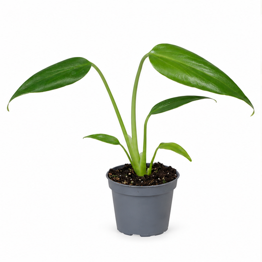 15 - 20cm Monstera Burle Marx 6cm Pot Baby Collectors House Plant