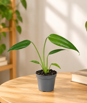 15 - 20cm Monstera Burle Marx 6cm Pot Baby Collectors House Plant