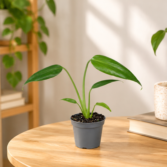 15 - 20cm Monstera Burle Marx 6cm Pot Baby Collectors House Plant