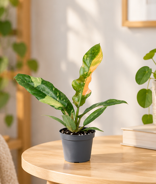 15 - 20cm Philodendron 'Ring of Fire' 6cm Pot House Plant