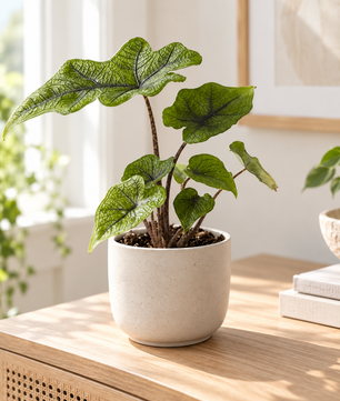 Alocasia 'Jacklyn' Elephant Ear 6cm Pot House Plant