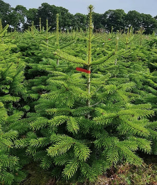 4ft Pot Grown Premium Nordmann Fir Christmas Tree