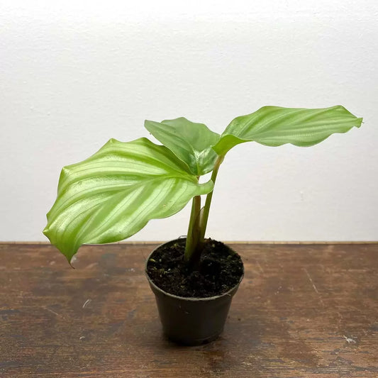 Calathea Orbifolia