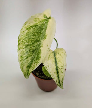 Monstera Mint 6cm Pot Baby Collectors Houseplant