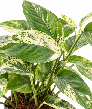 Epipremnum Pinnatum Marble Variegated 12cm Pot House Plant