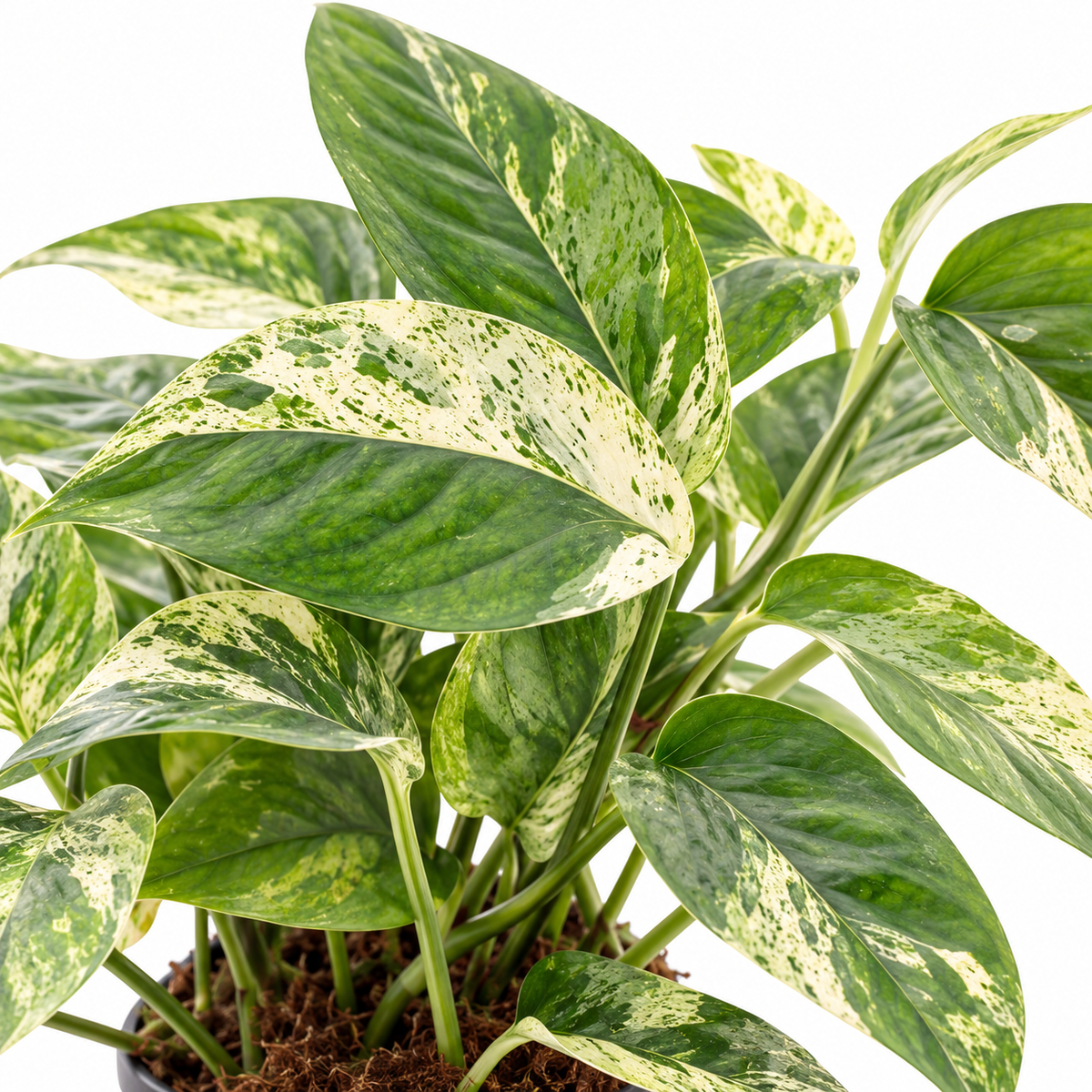 Epipremnum Pinnatum Marble Variegated 12cm Pot House Plant