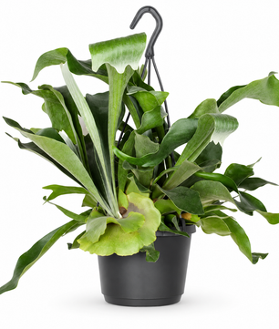 Staghorn Fern in Hanging Pot Platycerium Bifurcatum