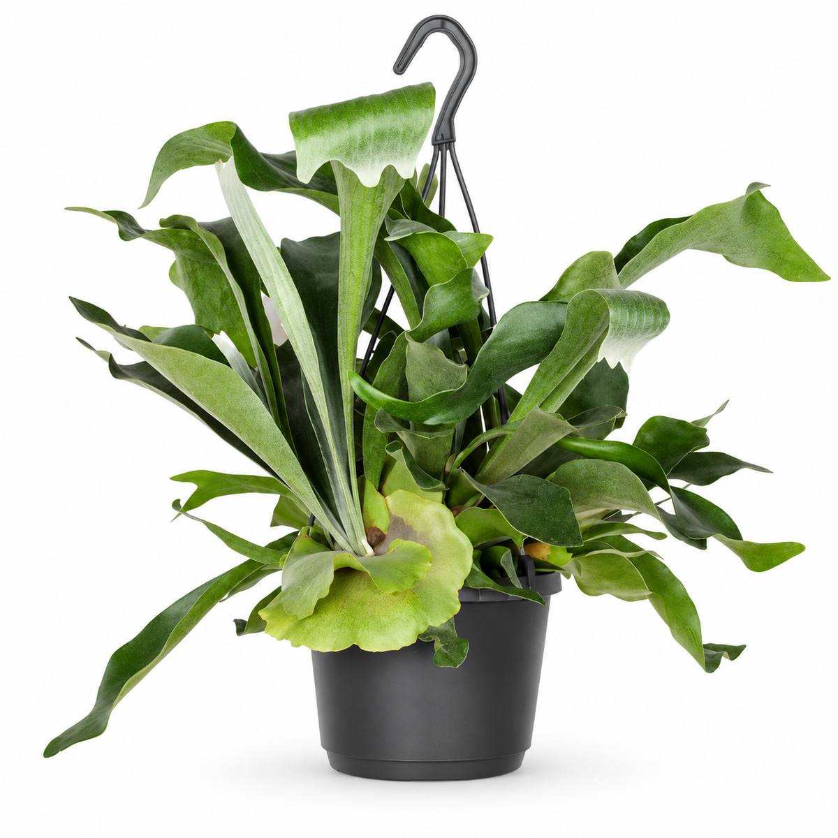 Staghorn Fern in Hanging Pot Platycerium Bifurcatum