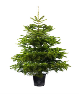 3ft Pot Grown Premium Nordmann Fir Christmas Tree