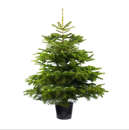 3ft Pot Grown Premium Nordmann Fir Christmas Tree