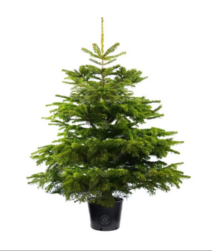 4ft Pot Grown Premium Nordmann Fir Christmas Tree