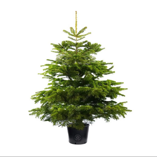 4ft Pot Grown Premium Nordmann Fir Christmas Tree