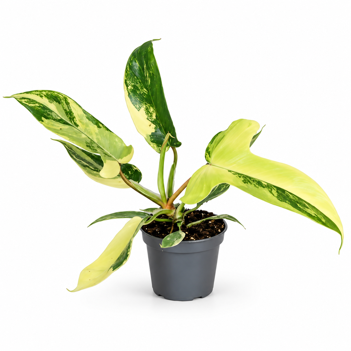 Philodendron 'Florida Beauty' Rare Variegated 6cm Pot House Plant