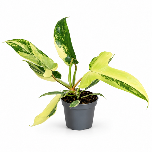 Philodendron 'Florida Beauty' Rare Variegated 6cm Pot House Plant
