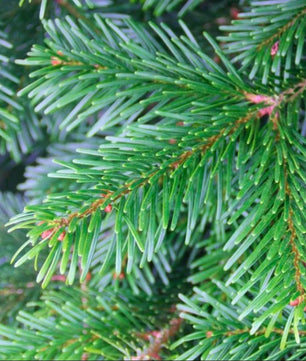 9-10ft Premium Nordmann Fir Christmas Tree