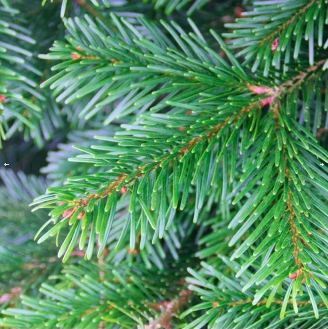 4ft Pot Grown Premium Nordmann Fir Christmas Tree