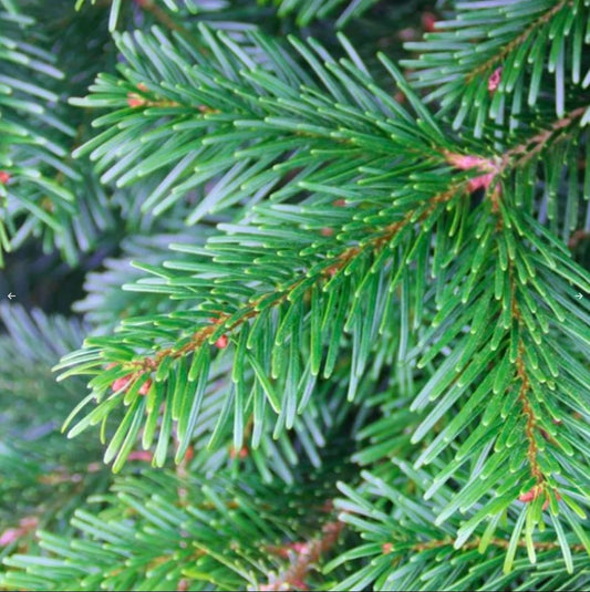 4ft Pot Grown Premium Nordmann Fir Christmas Tree