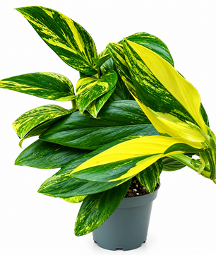 25 - 40cm Monstera Standleyana 'Variegata' Rare Collectors 12cm Pot House Plant