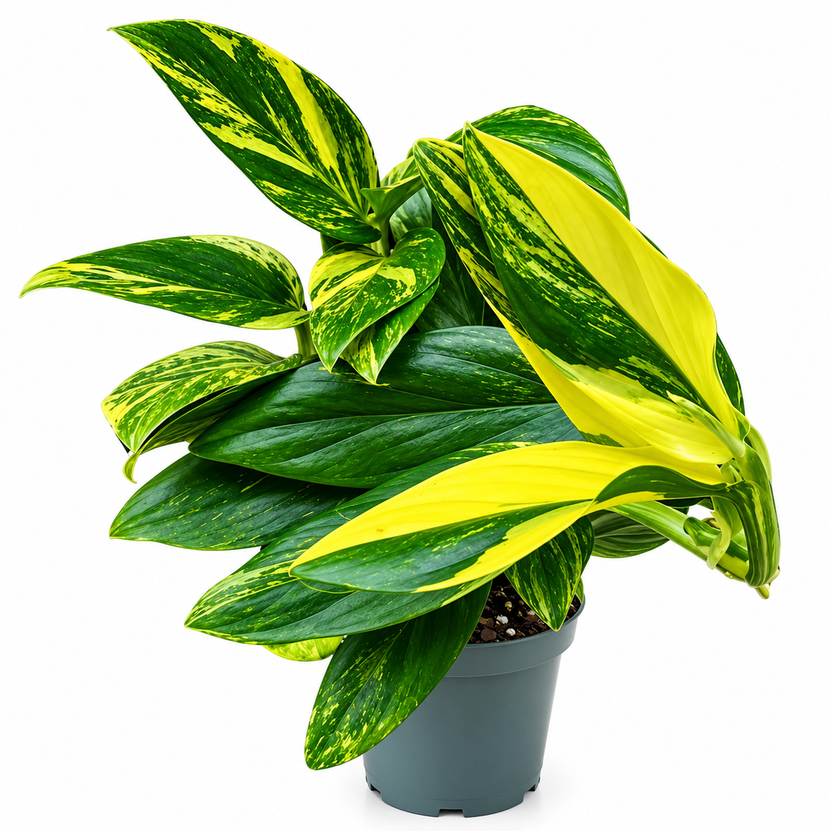 25 - 40cm Monstera Standleyana 'Variegata' Rare Collectors 12cm Pot House Plant