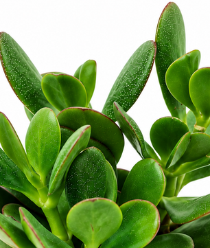 Crassula Ovata "Jade Plant" 12cm Pot House Plant