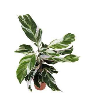 Calathea White Fusion Prayer Plant House Plant 7cm Pot