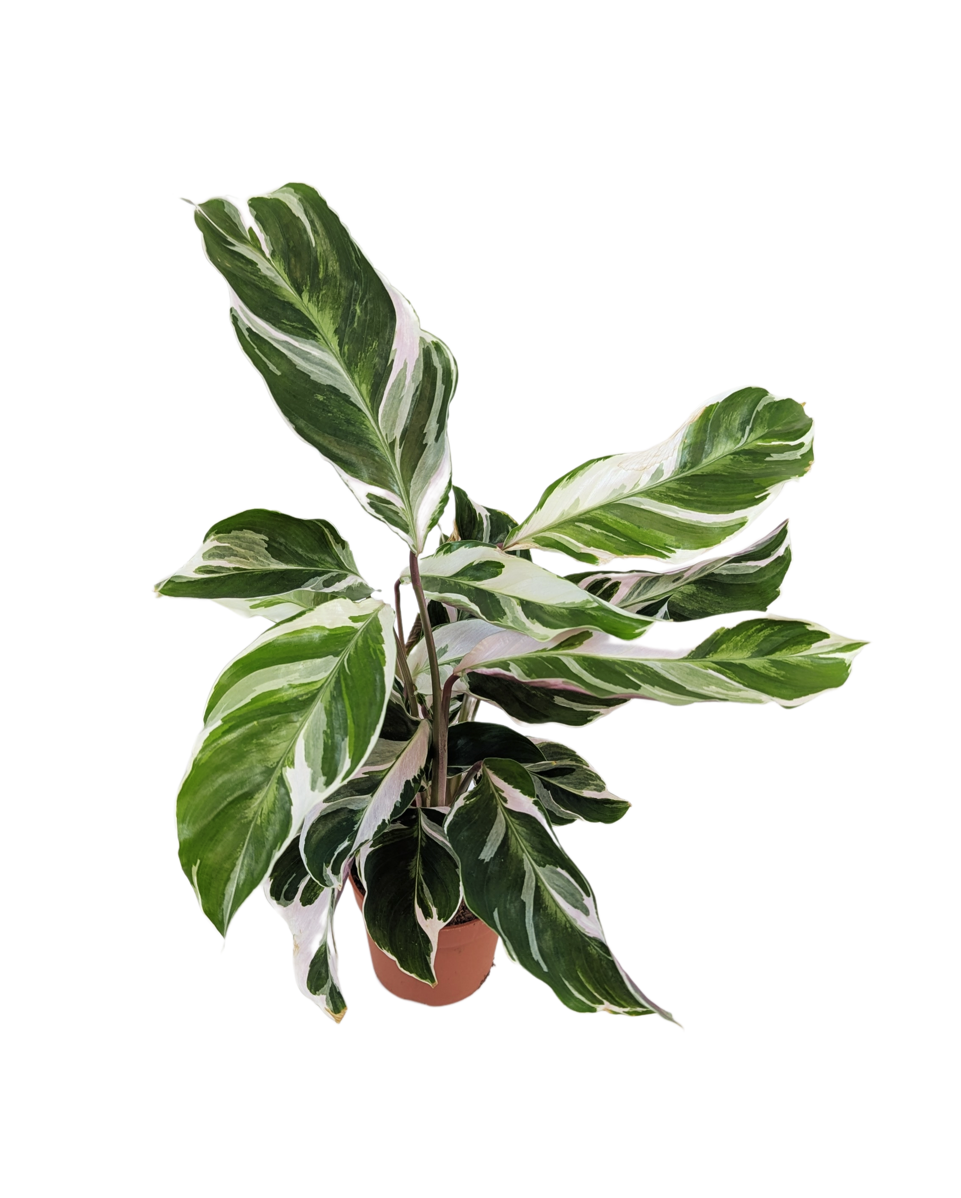 Calathea White Fusion Prayer Plant House Plant 7cm Pot