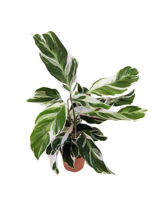 Calathea White Fusion Prayer Plant House Plant 7cm Pot