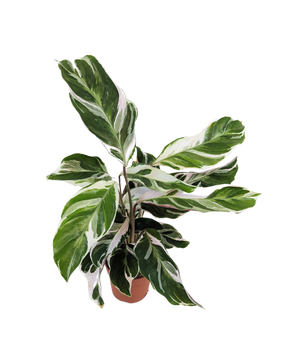 Calathea White Fusion Prayer Plant House Plant 7cm Pot