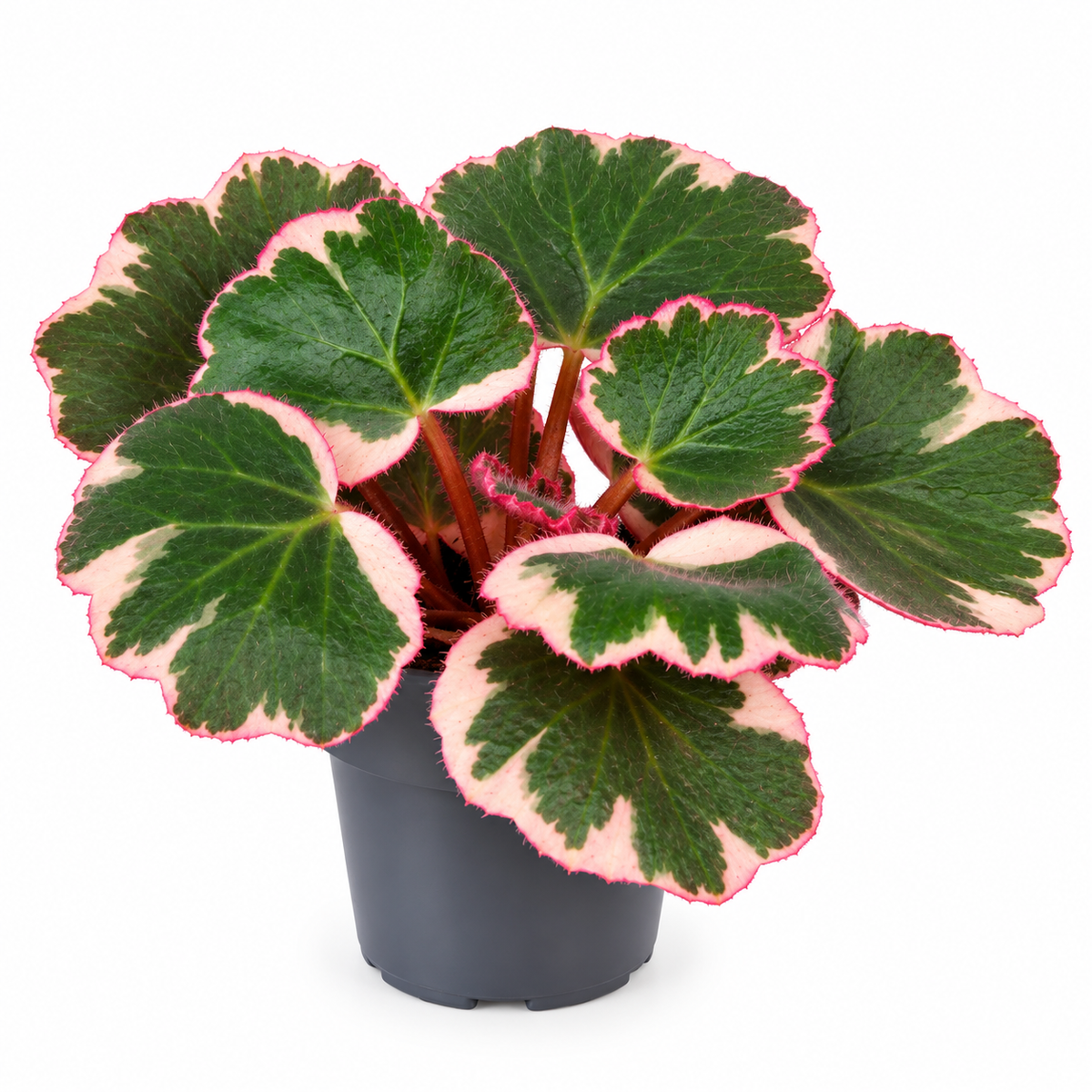 Saxifraga stolonifera 'Tricolor' 6cm Pot House Plant