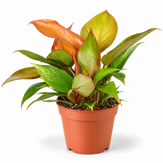 Philodendron 'Cherry Red' 12cm Pot Houseplant