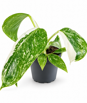 Philodendron 'Jose Bueno' 6cm Pot House Plant
