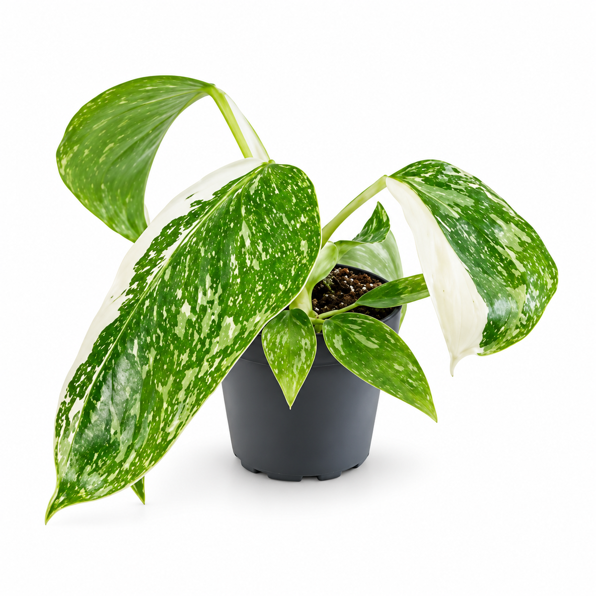 Philodendron 'Jose Bueno' 6cm Pot House Plant
