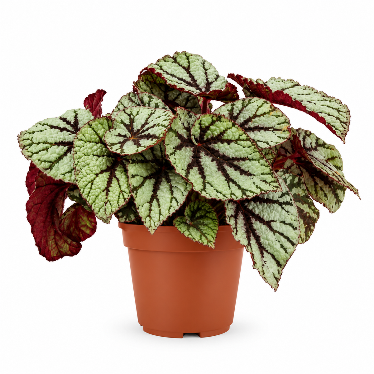 Begonia Rex Fedor 12cm Pot House Plant